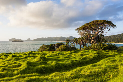 Grüne Wiese bei Sonnenuntergang auf Lord Howe Island, New South Wales, Australien - RUNF02181