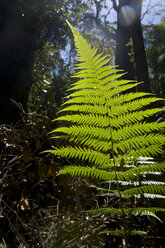 Farnbäume in den Blue Mountains, New South Wales, Australien - RUNF02190