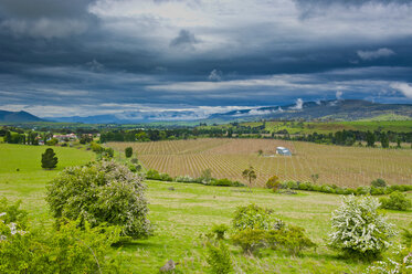 Landwirtschaft in Westtasmanien, Australien - RUNF02197