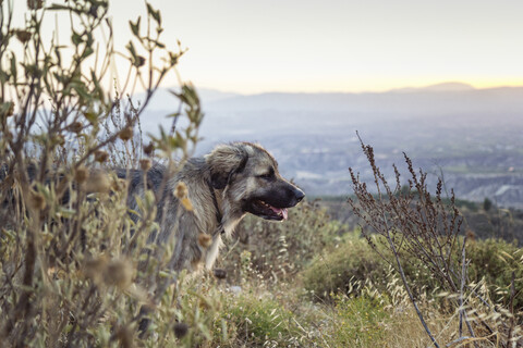 Streunender Hund am Akrokorinth, Korinth, Griechenland, lizenzfreies Stockfoto