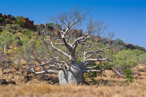 Baobab-Baum im Outback des Northern Territory, Australien, lizenzfreies Stockfoto