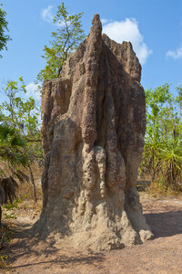 Termitenhügel im Litchfield-Nationalpark, Nordterritorium, Australien - RUNF02233