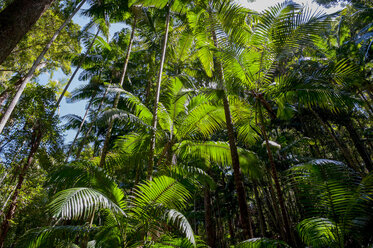 Tropische Bäume auf Fraser Island, Queensland, Australien - RUNF02269