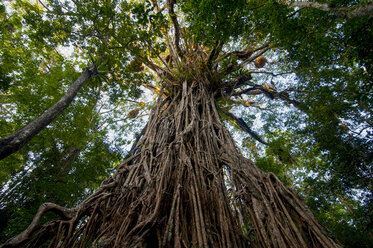 Kathedralfeigenbaum, Atherton Tablelands, Queensland, Australien - RUNF02276