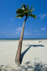 Lonely palm tree, Cape Tribulation, Queensland, Australia - RUNF02281