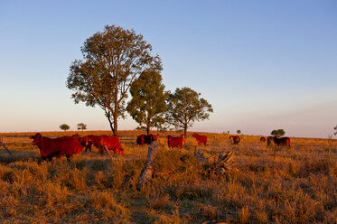 Cattle in late afternoon light, Carnavaron Gorge, Queensland, Australia - RUNF02285