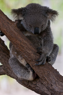 Koala im Billabong-Schutzgebiet, Townsville, Queensland, Australien - RUNF02286