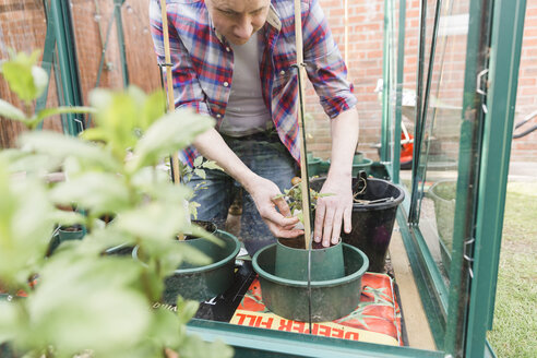 Man planting seedling in greenhouse - NMS00313