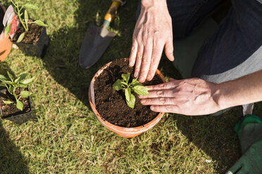 Close-up of man planting seedling - NMS00323