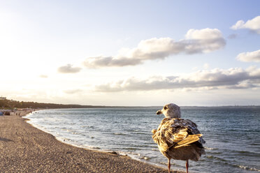 View to the beach with seagull in the foreground, Binz, Ruegen, Germany - PUF01524