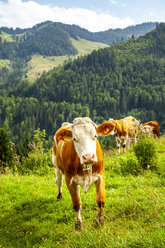 Porträt einer Kuh auf einer Alpweide, Österreich - PUF01561