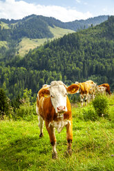 Portrait of cow on Alpine meadow, Austria - PUF01561