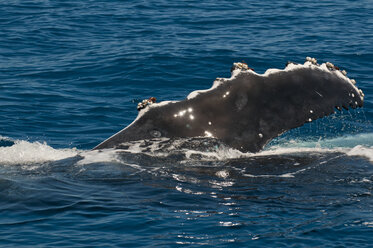 Buckelwal, Megaptera novaeangliae, Beobachtung in Harvey Bay, Queensland, Australien - RUNF02305