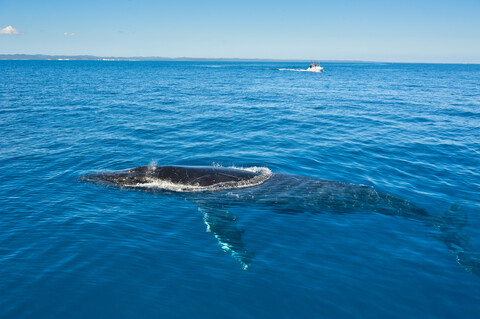 Buckelwal, Megaptera novaeangliae, Harvey Bay, Queensland, Australien, lizenzfreies Stockfoto