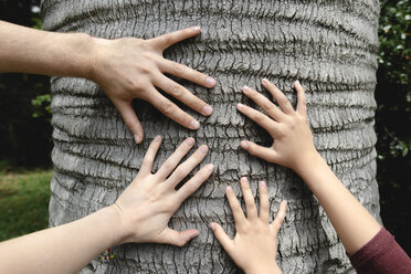 Vier Hände, die einen Baumstamm berühren - EYAF00252