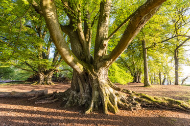 Old tree, Perth, Scotland - SMAF01217