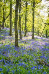 Blühende Glockenblumen im Wald, Perth, Schottland - SMAF01226