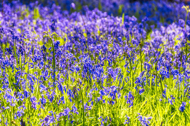 Blühende Glockenblumen auf einer Wiese - SMAF01230