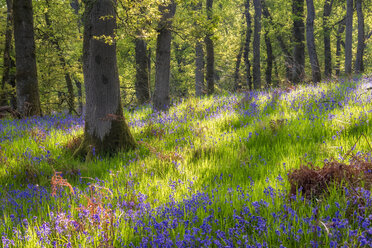 Blauglocken im Wald, Perth, Schottland - SMAF01244
