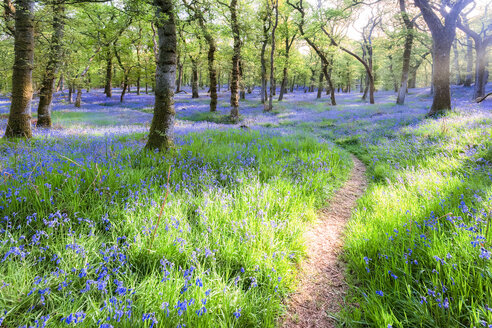 Blauglocken und leerer Waldweg, Perth, Schottland - SMAF01246