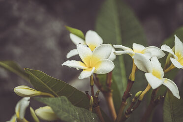 Exotische Blume mit Regentropfen, Teneriffa - CHPF00541