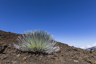 Silberschwert wächst in einem Vulkankrater, Haleakala, Maui, Hawaii, USA - FOF10807