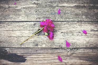 Nahaufnahme einer Blume und verstreute Blütenblätter auf einem Holzdeck - BLEF05851