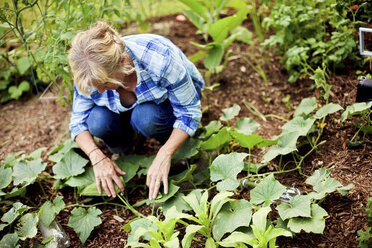 Caucasian gardener examining plants in garden - BLEF05942