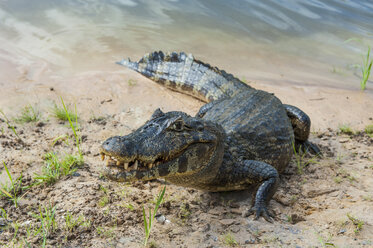 Yacare-Kaiman, Pantanal, Brasilien - RUNF02366