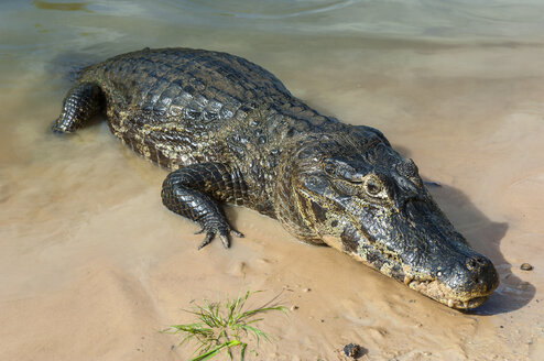 Yacare-Kaiman, Pantanal, Brasilien - RUNF02367