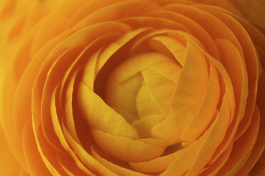 Close up of orange flower petals - BLEF06264