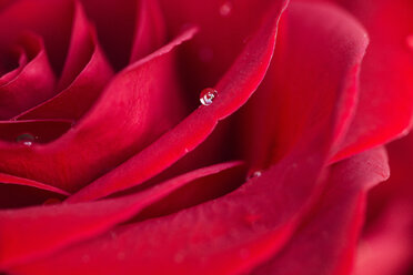Nahaufnahme eines Wassertropfens auf einer Rosenblüte - BLEF06265