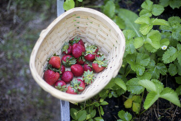 Nahaufnahme eines Korbes mit Erdbeeren im Garten - BLEF06365