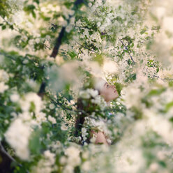 Caucasian girl sitting in flowering tree - BLEF06510