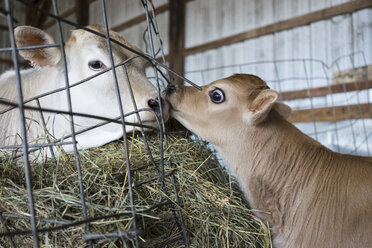 Calf and cow nuzzling through barn fence - BLEF06520