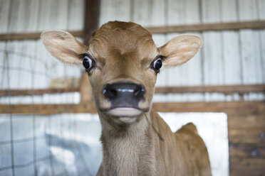 Close up of surprised calf in barn - BLEF06521