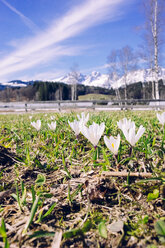 Corcusses in spring, Kitzbuehel, Austria - PSIF00274