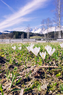 Krokusse im Frühling, Kitzbühel, Österreich - PSIF00274