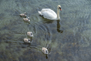 Schwan mit Küken schwimmen im Wasser - TAMF01516