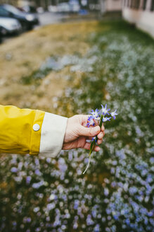 Nahaufnahme einer Frau, die Blumen auf einer Wiese pflückt - PSIF00294