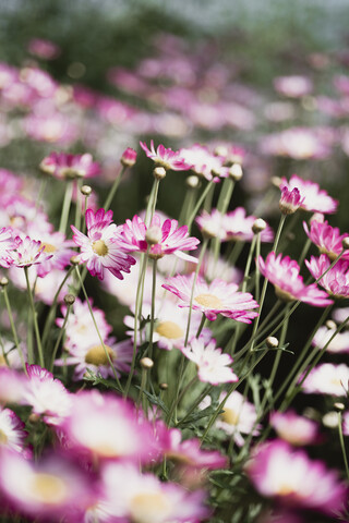 Nahaufnahme von Frühlingsblumen, lizenzfreies Stockfoto