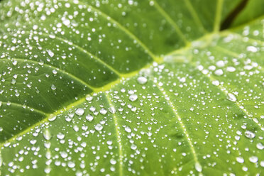 Raindrops on a big leaf, Hana Highway, Maui, Hawaii, USA - FOF10830