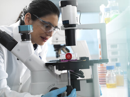 Human cell research, Female cell biologist examining a flask containing stem cells, cultivated in red growth medium under a microscope in the laboratory - ABRF00397