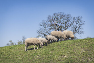 Schafe auf dem Elbdeich, Niedersachsen, Deutschland - KEBF01237