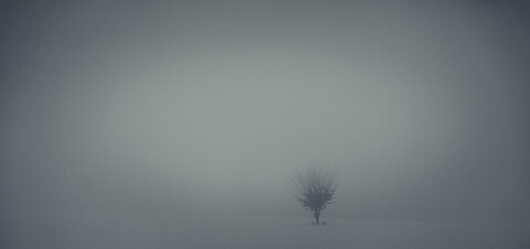 Einzelner Baum in dunstiger Winterlandschaft, lizenzfreies Stockfoto