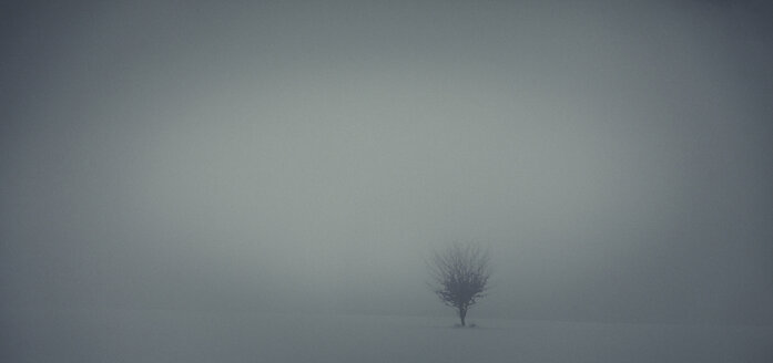 Einzelner Baum in dunstiger Winterlandschaft - ANHF00125