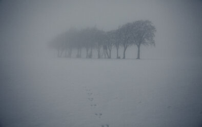 Trübe Winterlandschaft mit Baumreihe und Hochsitz - ANHF00129