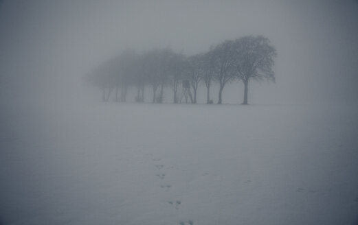 Trübe Winterlandschaft mit Baumreihe und Hochsitz - ANHF00129