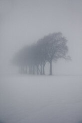 Hazy winter landscape with row of trees and raised hide - ANHF00130