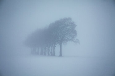 Hazy winter landscape with row of trees and raised hide - ANHF00131